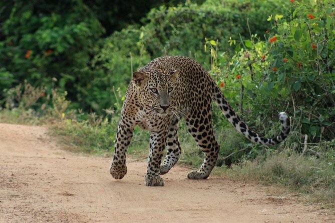 Yala National Park Safari | Jeep with Tickets - The park’s wildlife: what you might see