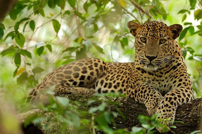 Yala National Park Safari | Jeep with Tickets - Pickup near Palatupana Gate