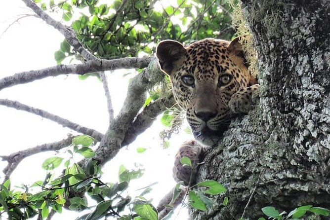 Yala National Park Safari | Jeep with Tickets - The practical drawbacks