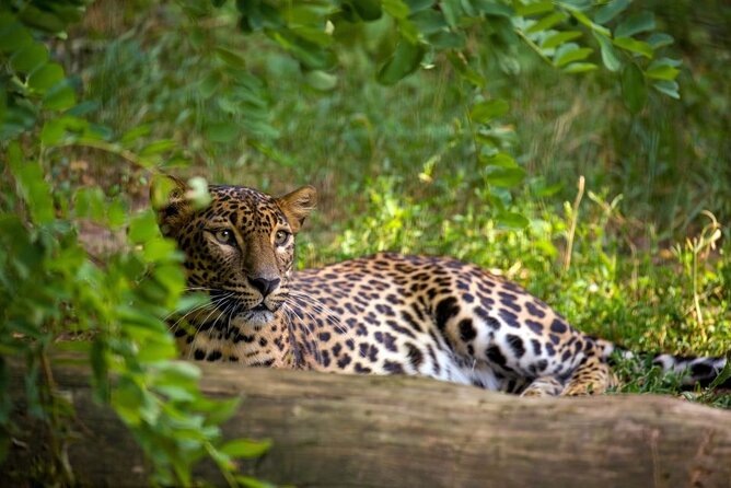 Yala National Park Safari | Jeep with Tickets - Who should book this Yala safari