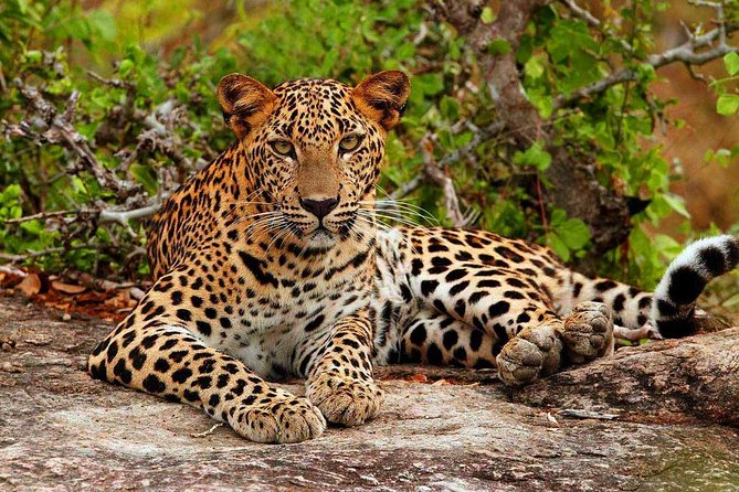 Yala National Park Safari - Private Tour - Why Yala Works So Well for a Short Safari