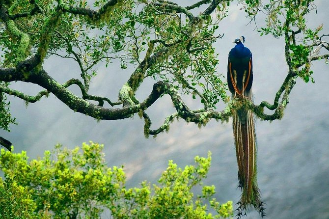 Yala National Park Safari - Private Tour - Other Wildlife Adds Value to the Drive