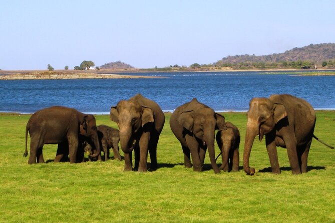 Yala National Park Safari - Private Tour - What the Private Format Is Worth at $108