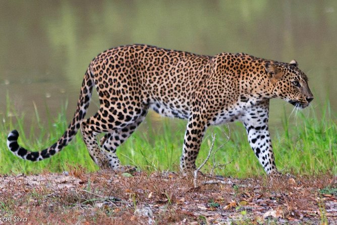 Yala National Park Safari - Private Tour - What I Like About the Organization