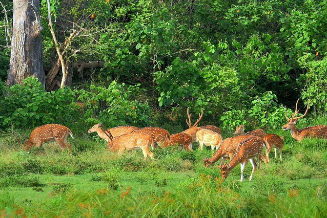 Yala National Park Safari - Private Tour - The Main Drawbacks to Consider