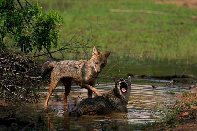 Yala National Park Safari - Private Tour - Who Should Book This Yala Safari