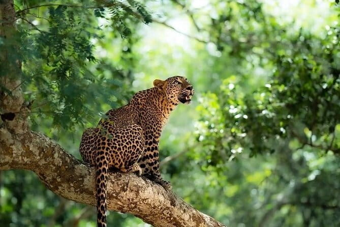 Yala National Park Safari : Special Guided Tour - Why Yala’s leopard hunt shapes the whole safari