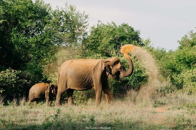 Yala National Park Safari : Special Guided Tour - What the four-hour route actually includes