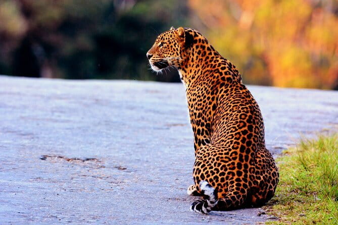 Yala National Park Safari : Special Guided Tour - The animals you may see after the leopard search