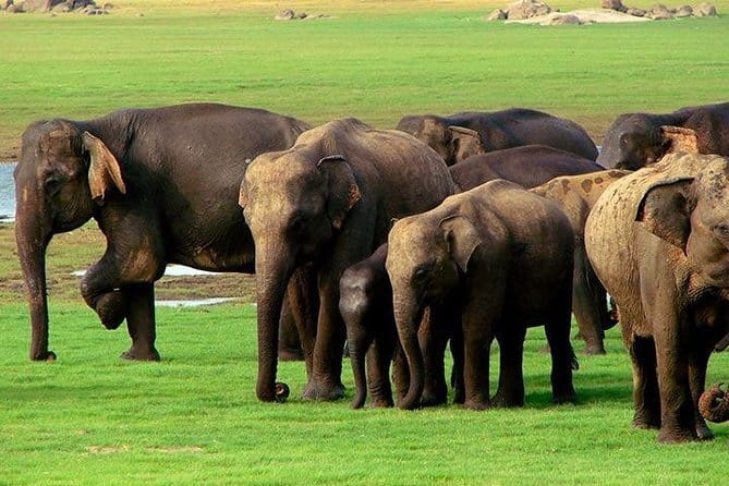 Yala National Park Safari : Special Guided Tour - Price, park fees, and the real value