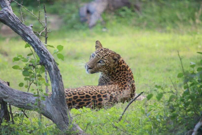 Yala National Park Safari Tour From Hambantota port - From Hambantota Port to Yala’s park gate