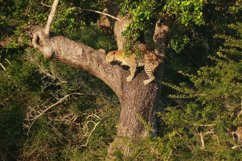 Yala National Park Safari Tour from Hambantota Port - FAQ