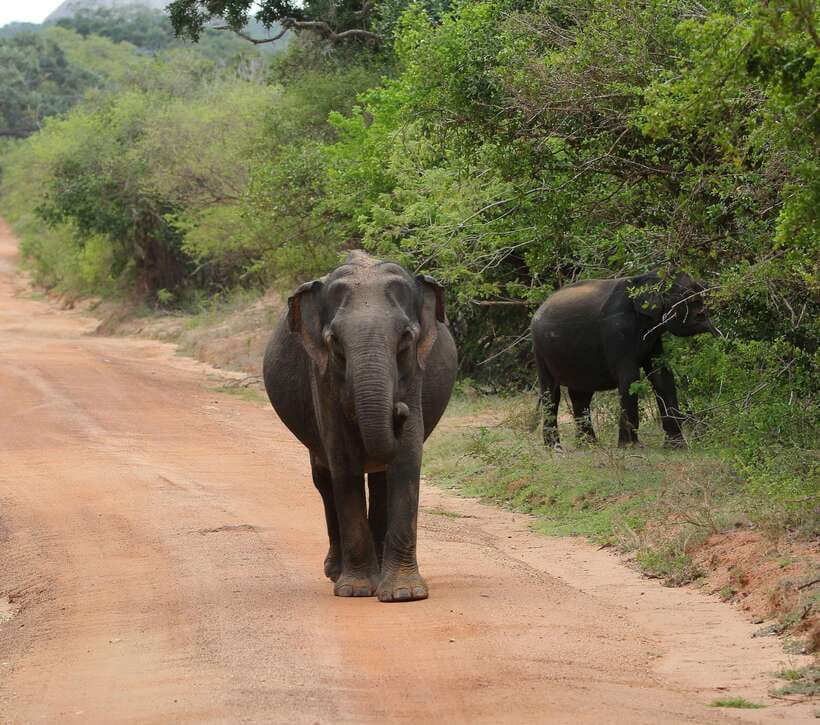 Yala National Park Safari Tour from Hambantota Port - Looking for Yala’s leopards and elephants
