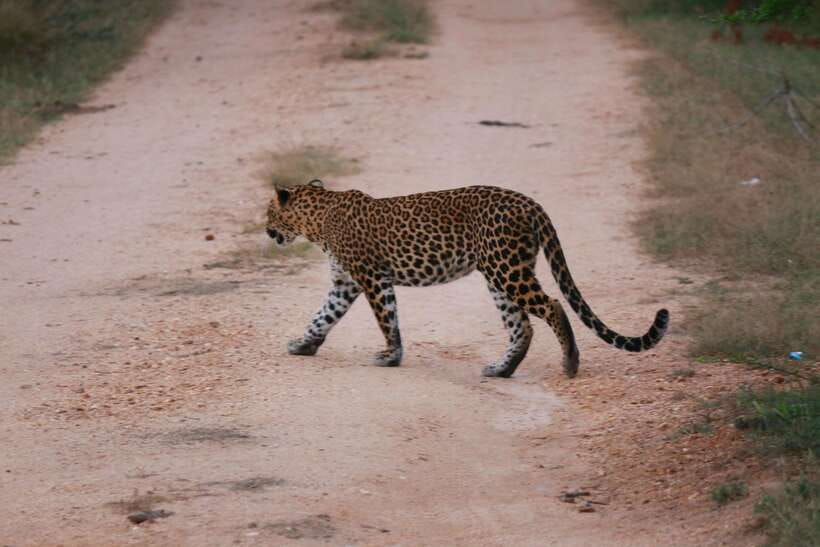 Yala National Park Safari Tour from Hambantota Port - What the $60 price really covers