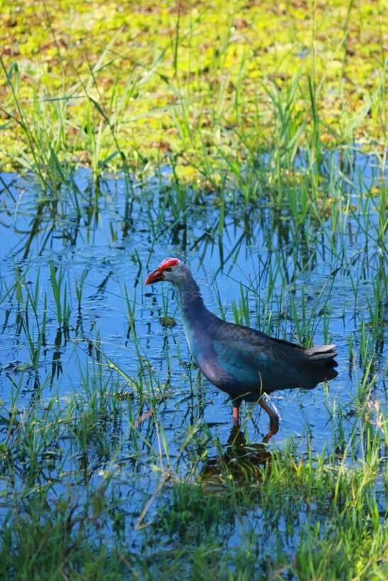 Yala National Park Safari Tour from Hambantota Port - Who will enjoy this shore excursion