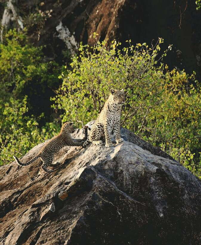 Yala National Park Safari Tour from Hambantota Port - Booking details that affect your decision
