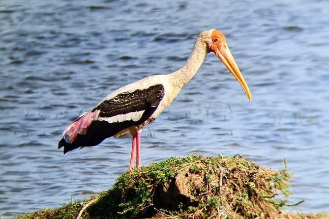 Yala National Park Safari Tours From Hambantota port - Who will get the most from this safari