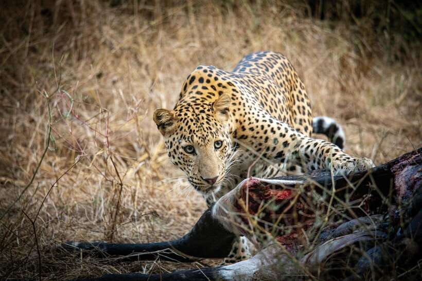 Yala National Park Safari Tours -Half Day & Full Day - Key points to know before booking