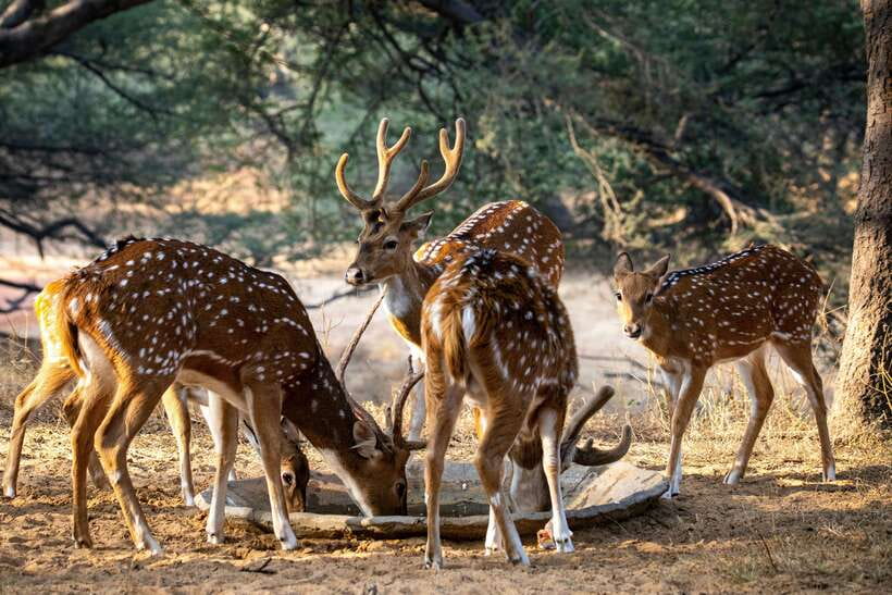 Yala National Park Safari Tours : Half Day & Full Day - FAQ