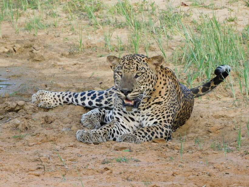 Yala National Park Safari Tours -Half Day & Full Day - The seven-hour half-day safari