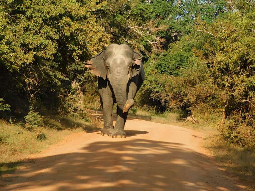 Yala National Park Safari Tours -Half Day & Full Day - What you may see inside Yala