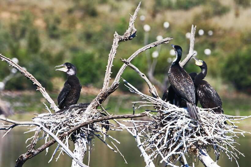 Yala National Park Safari Tours -Half Day & Full Day - Why the guide can make or break the day