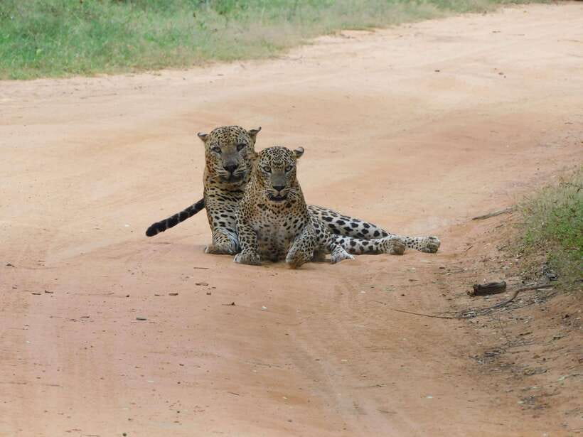 Yala National Park Safari Tours -Half Day & Full Day - The real cost: $22 plus the park fee