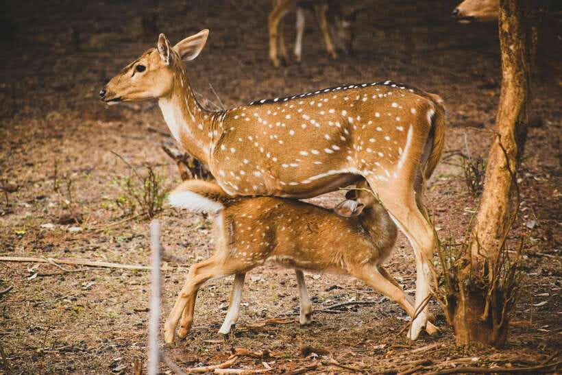 Yala National Park Safari Tours -Half Day & Full Day - Pickup and group size