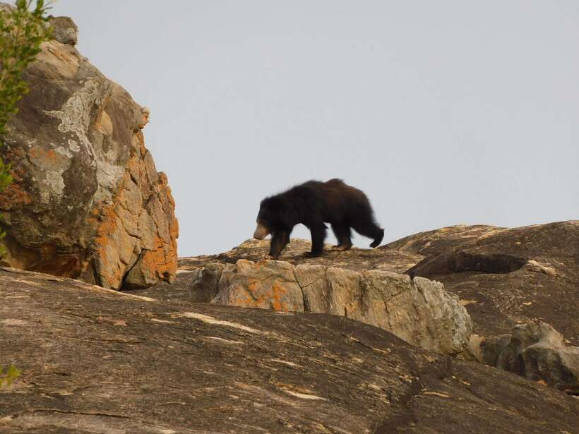 Yala National Park Safari Tours : Half Day & Full Day - Should you book it?