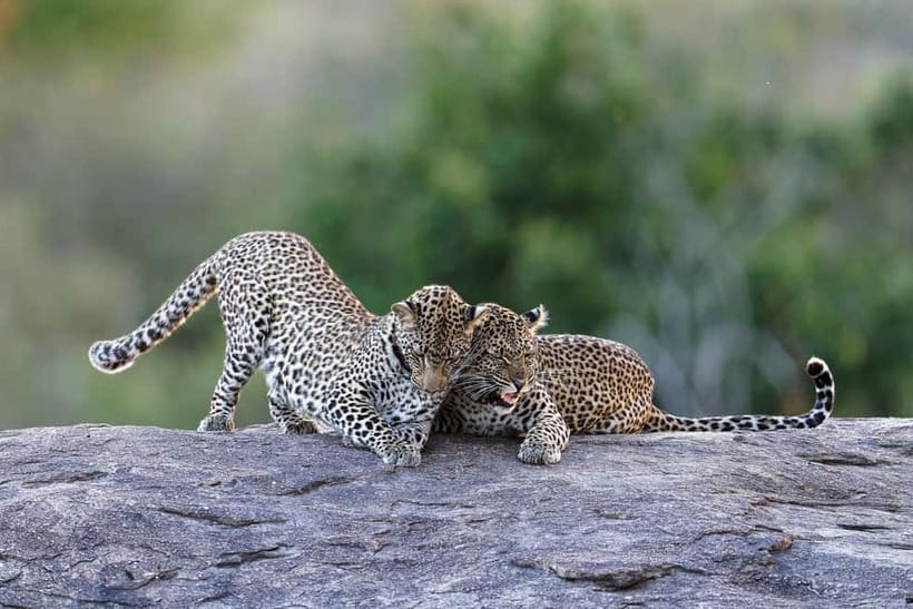 Yala National Park Safari Tours: Morning/Evening/Full Day - Key points to know before booking