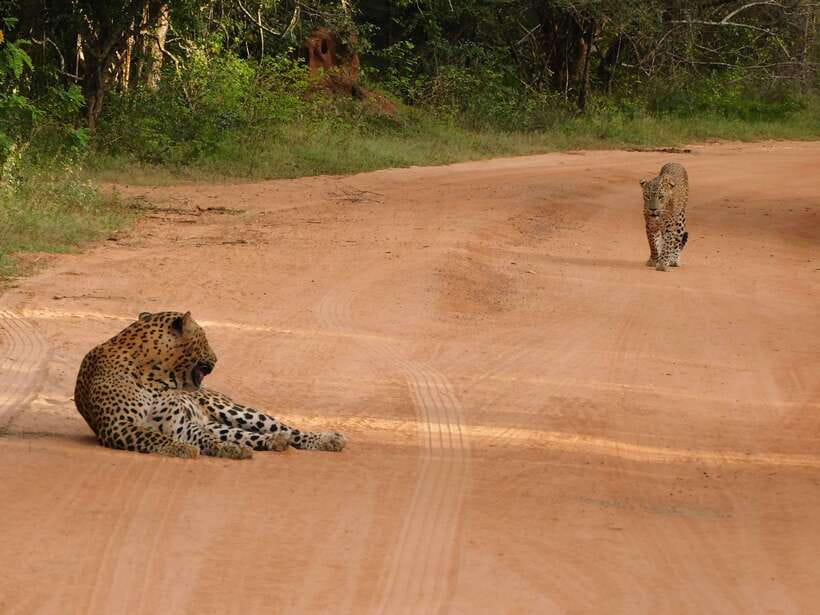 Yala National Park Safari Tours: Morning/Evening/Full Day - Should you book the Yala safari?