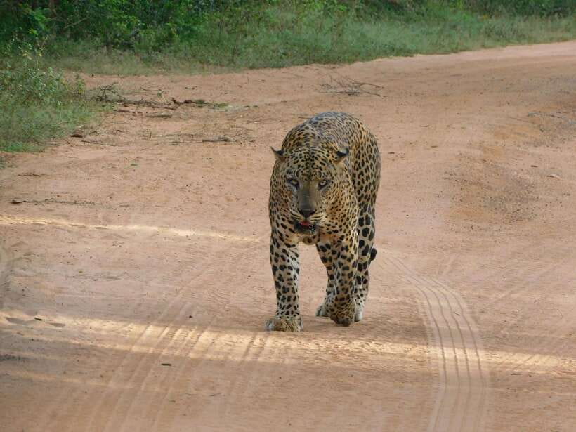 Yala National Park Safari Tours: Morning/Evening/Full Day - Why Yala works so well as a safari day