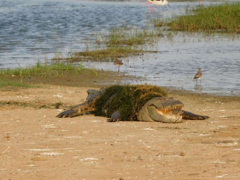 Yala National Park Safari Tours: Morning/Evening/Full Day - Inside the park: tracking, waiting, and looking closely