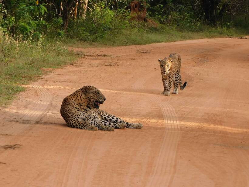 Yala National Park Safari Tours: Morning/Evening/Full Day - Leopards, elephants, crocodiles, and the luck factor