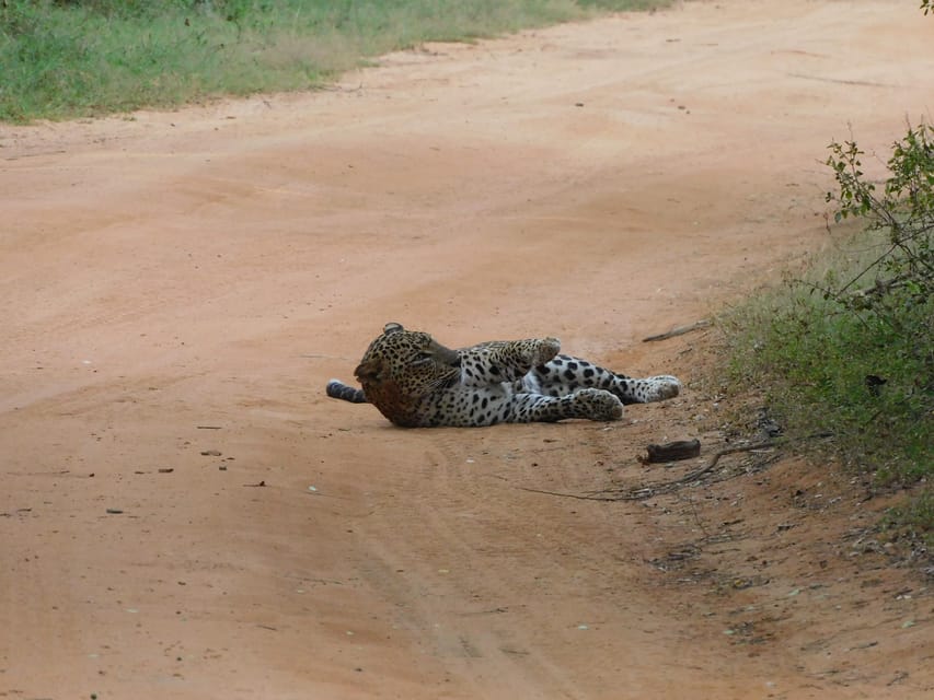 Yala National Park Safari Tours: Morning/Evening/Full Day - Breakfast by the water and lunch by the coast