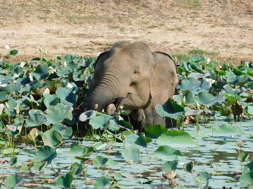 Yala National Park Safari Tours: Morning/Evening/Full Day - What the $25 price really covers