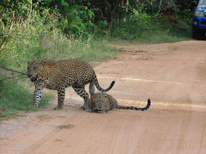 Yala National Park Safari Tours: Morning/Evening/Full Day - Who should book this safari