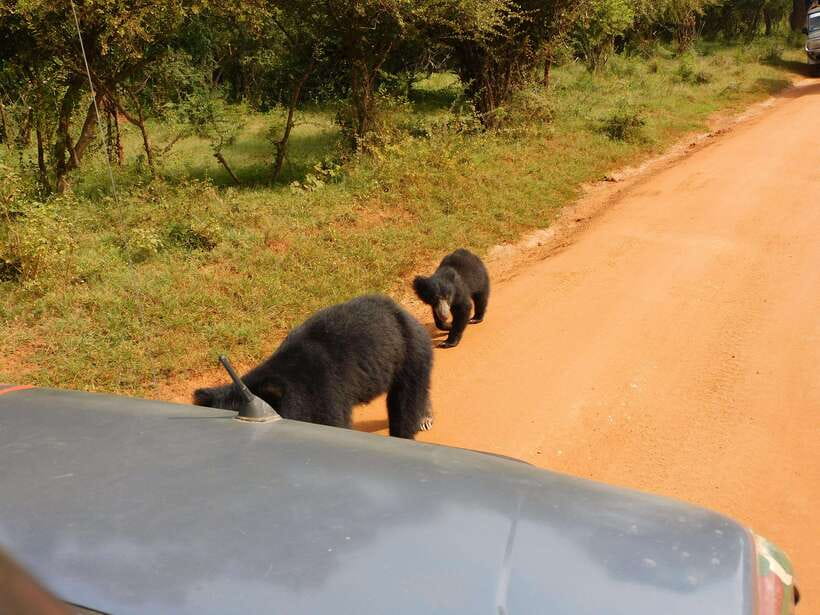 Yala National Park Safari Tours: Morning/Evening/Full Day - Picking the right safari: five, seven, or twelve hours