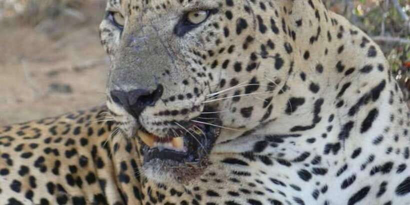 Yala National Park Sharing Safari (5 Hours) - Why Yala works so well for a short safari