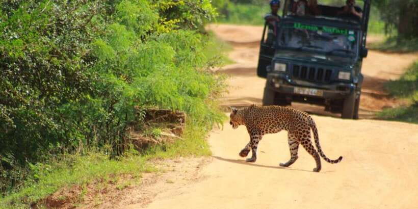 Yala National Park Sharing Safari (5 Hours) - The 2pm afternoon drive and sunset light