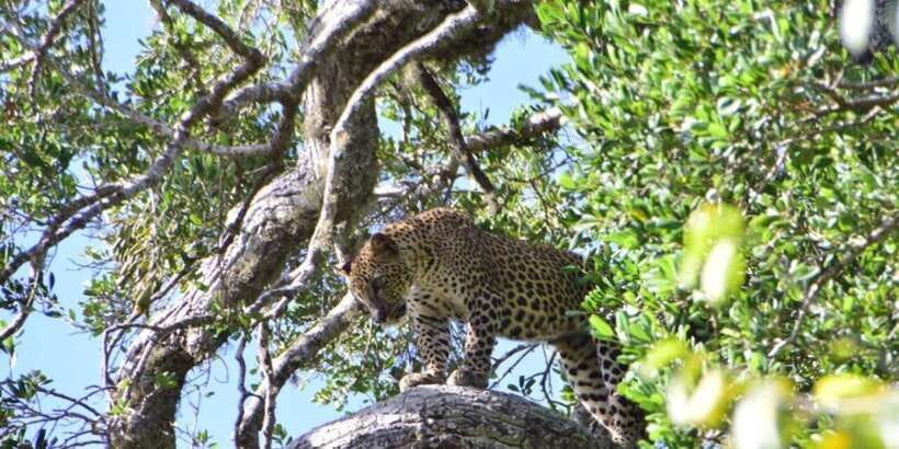 Yala National Park Sharing Safari (5 Hours) - What the 4WD jeep adds