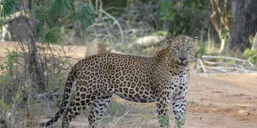 Yala National Park Sharing Safari (5 Hours) - The search for leopards, elephants, and sloth bears