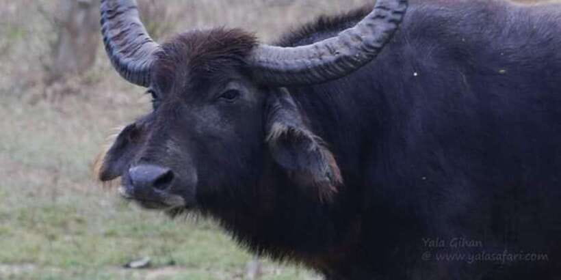 Yala National Park Sharing Safari (5 Hours) - Weather, comfort, and what to bring