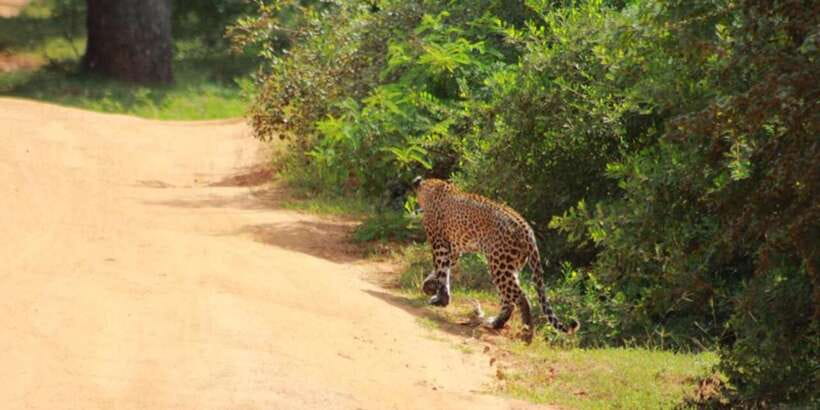 Yala National Park Sharing Safari (5 Hours) - What the $19 price really covers
