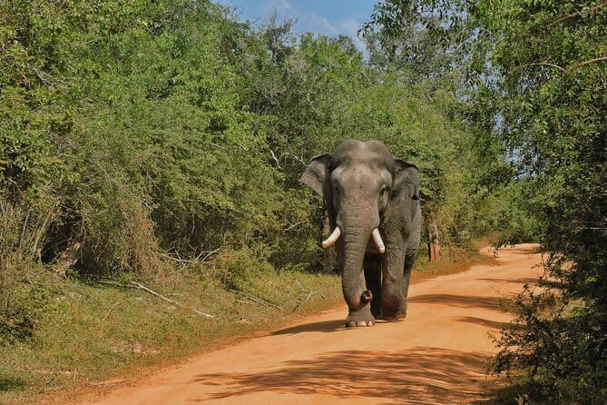 Yala National Park special Half-Day & Full-Day Safari Adventure - Why Yala is worth an early start