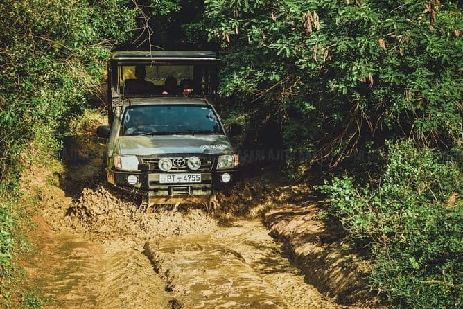 Yala National Park special Half-Day & Full-Day Safari Adventure - Half-day or full-day: choosing the right length