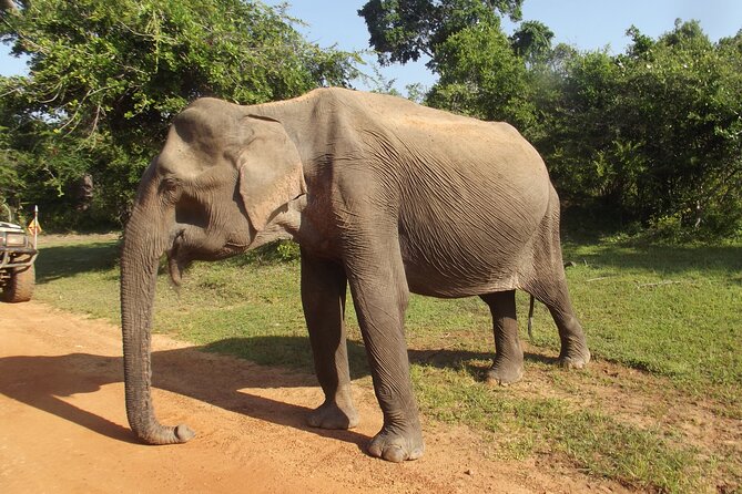 Yala National Park Special Leopard Safari Tour - Why the early start matters in Yala