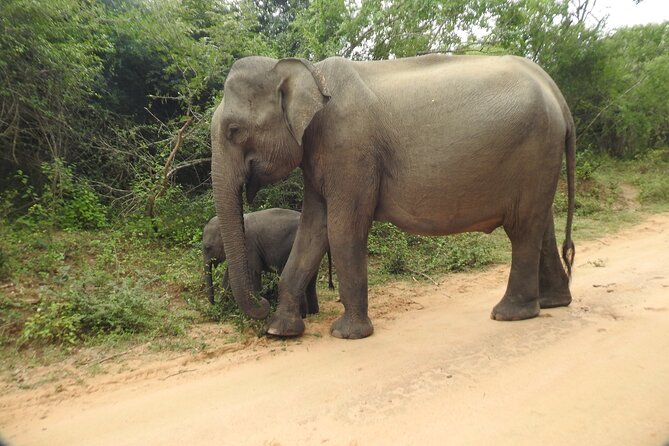 Yala National Park Special Leopard Safari Tour - Leopards are the goal, not a guarantee