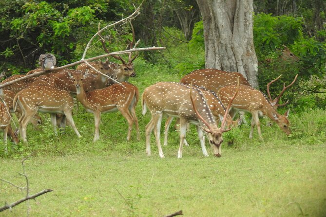 Yala National Park Special Leopard Safari Tour - Breakfast, water, and the small extras