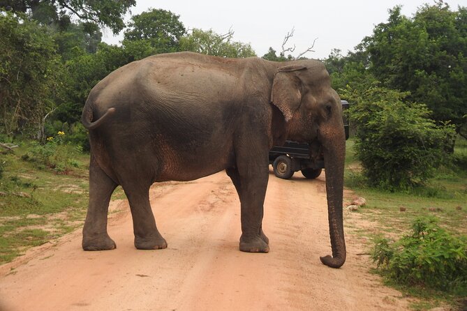 Yala National Park Special Leopard Safari Tour - What the $28.18 price really buys